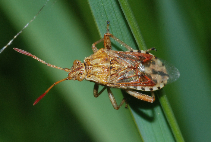 Lygaeidae ? No, Rhopalidae: Stictopleurus pictus/abutilon